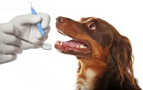 Pet Dental Care & Oral Health - Pet Dental Care & Oral Health