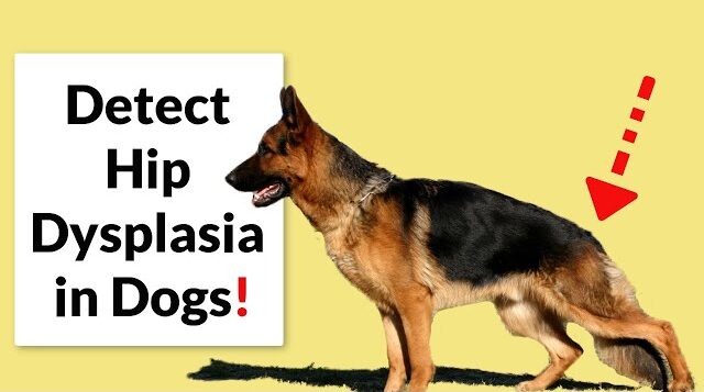 Hip Dysplasia Treatment for Dogs - Hip Dysplasia in Dogs