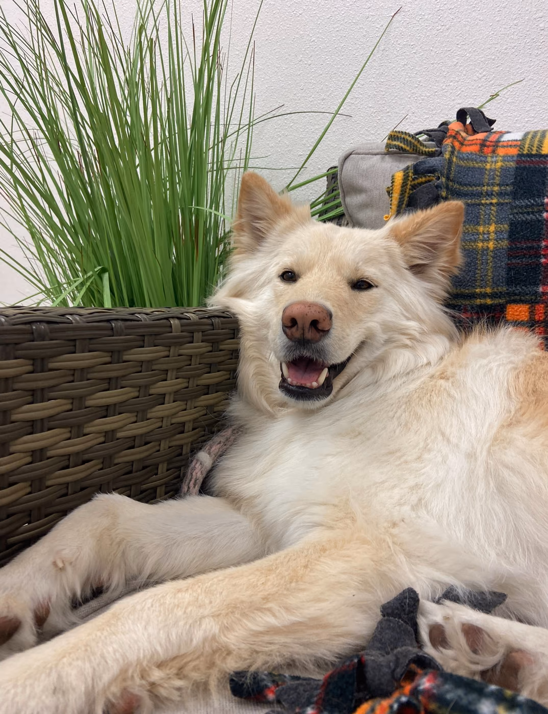 Fluffy cream-colored dog relaxing comfortably after grooming