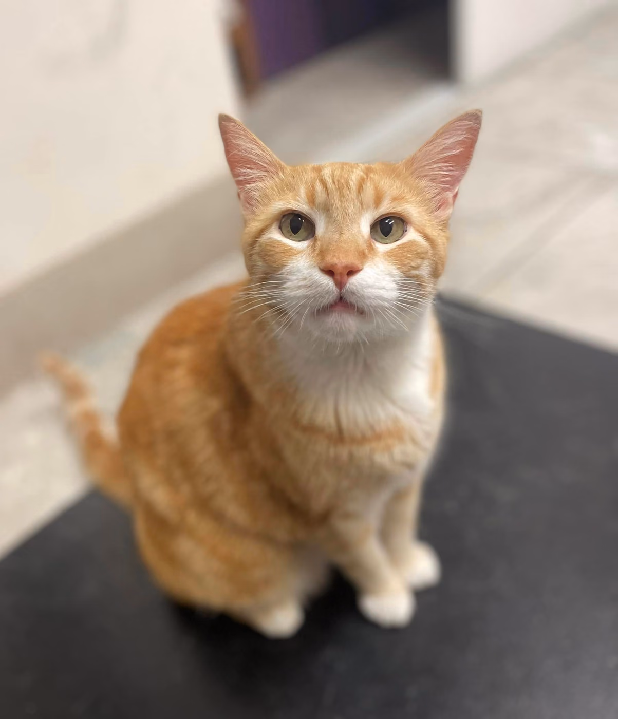 Orange and white tabby cat sitting calmly after care at AV Veterinary Center
