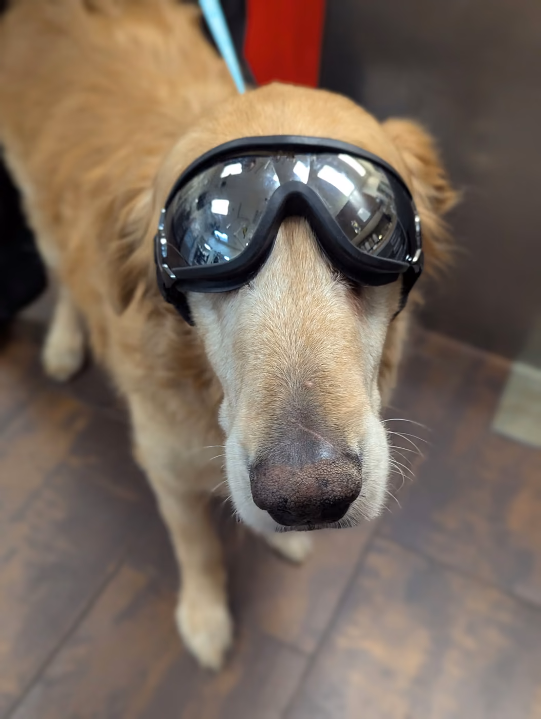 Prognosis - Amputation Surgery in Pets