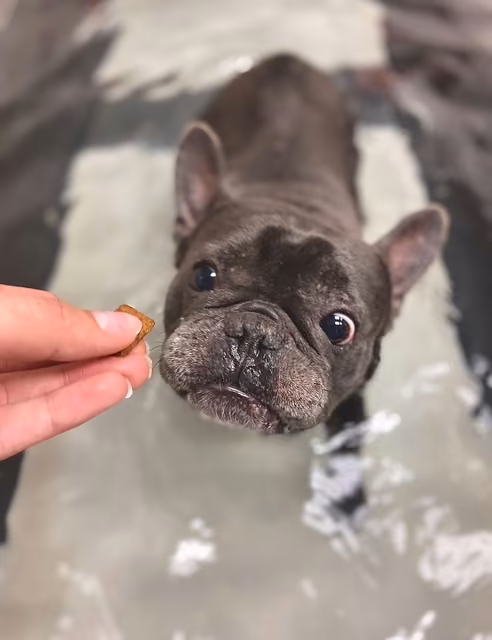 How to inquire - Veterinary Acupuncture