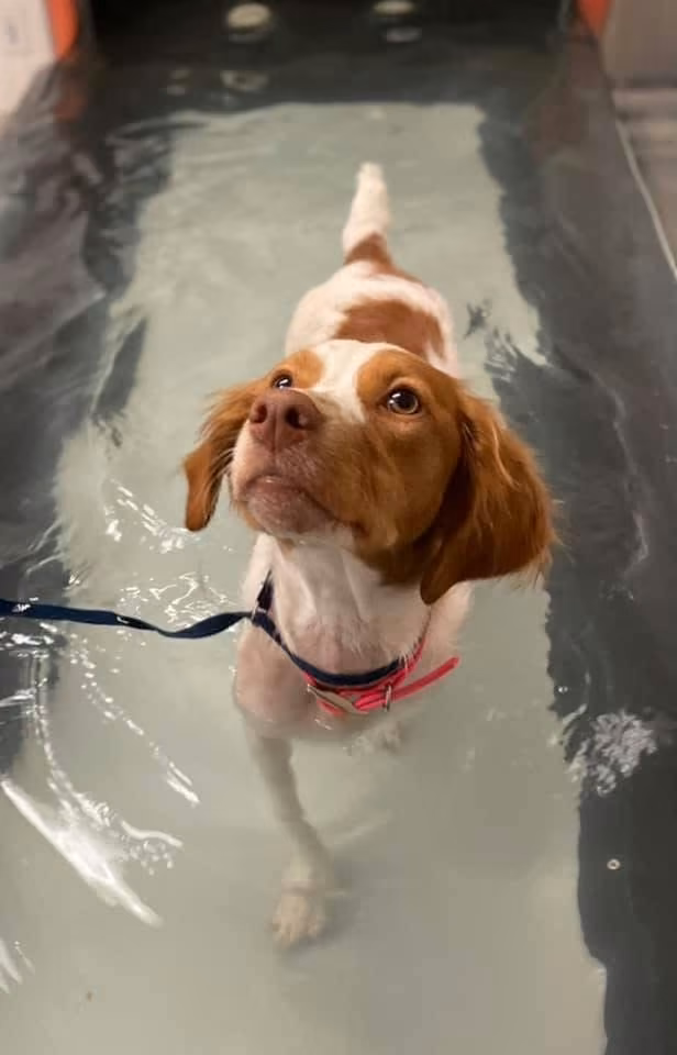 Surgical Techniques Utilized (Often Combined) - Patellar Luxation Surgery in Pets