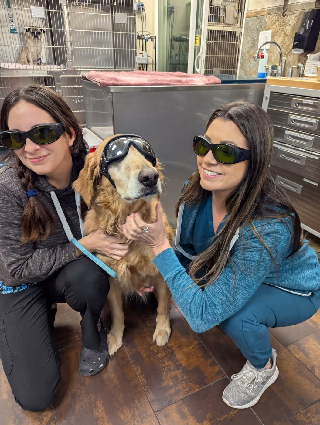 What it may be used for - K-Laser / Therapeutic Laser for Pets