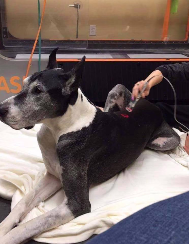 K-Laser / Therapeutic Laser - K-Laser / Therapeutic Laser for Pets