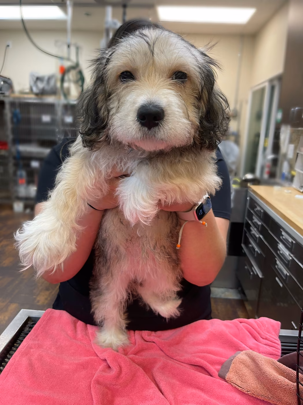Digital X-Ray at AV Veterinary Center - Diagnostic X-Ray for Pets