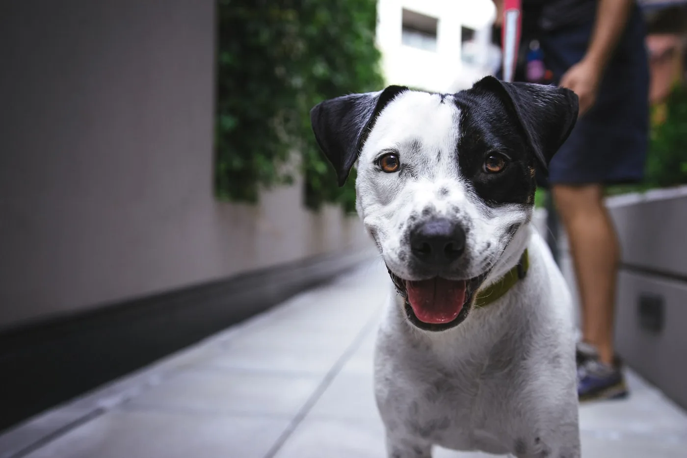 Chronic or Partial Tear Signs - Canine Torn CCL (ACL)