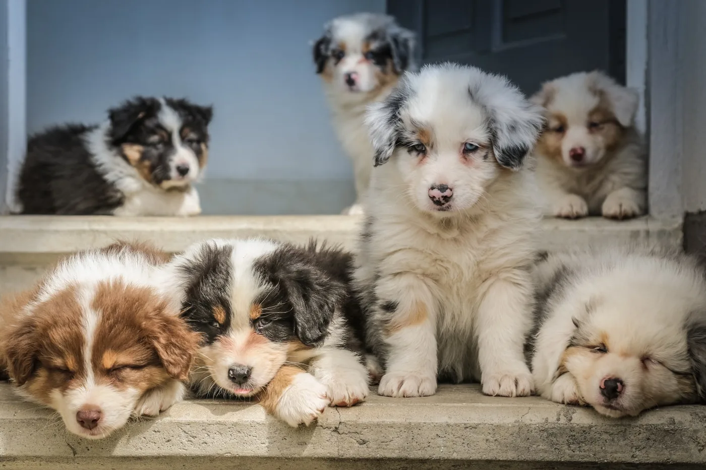 What Happens If a Torn CCL Is Not Treated? - Canine Torn CCL (ACL)