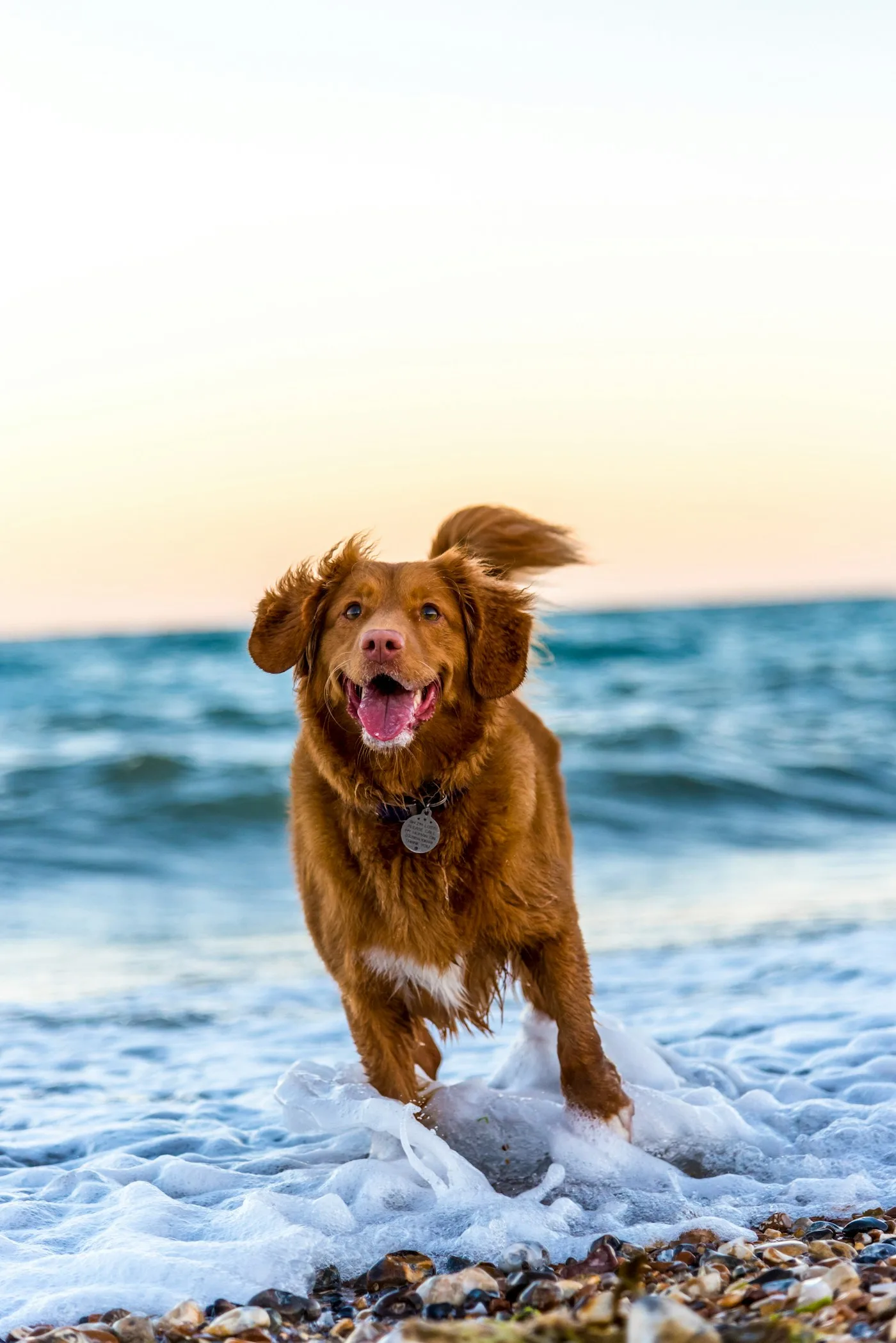 Long-Term Prognosis - Canine Torn CCL (ACL)