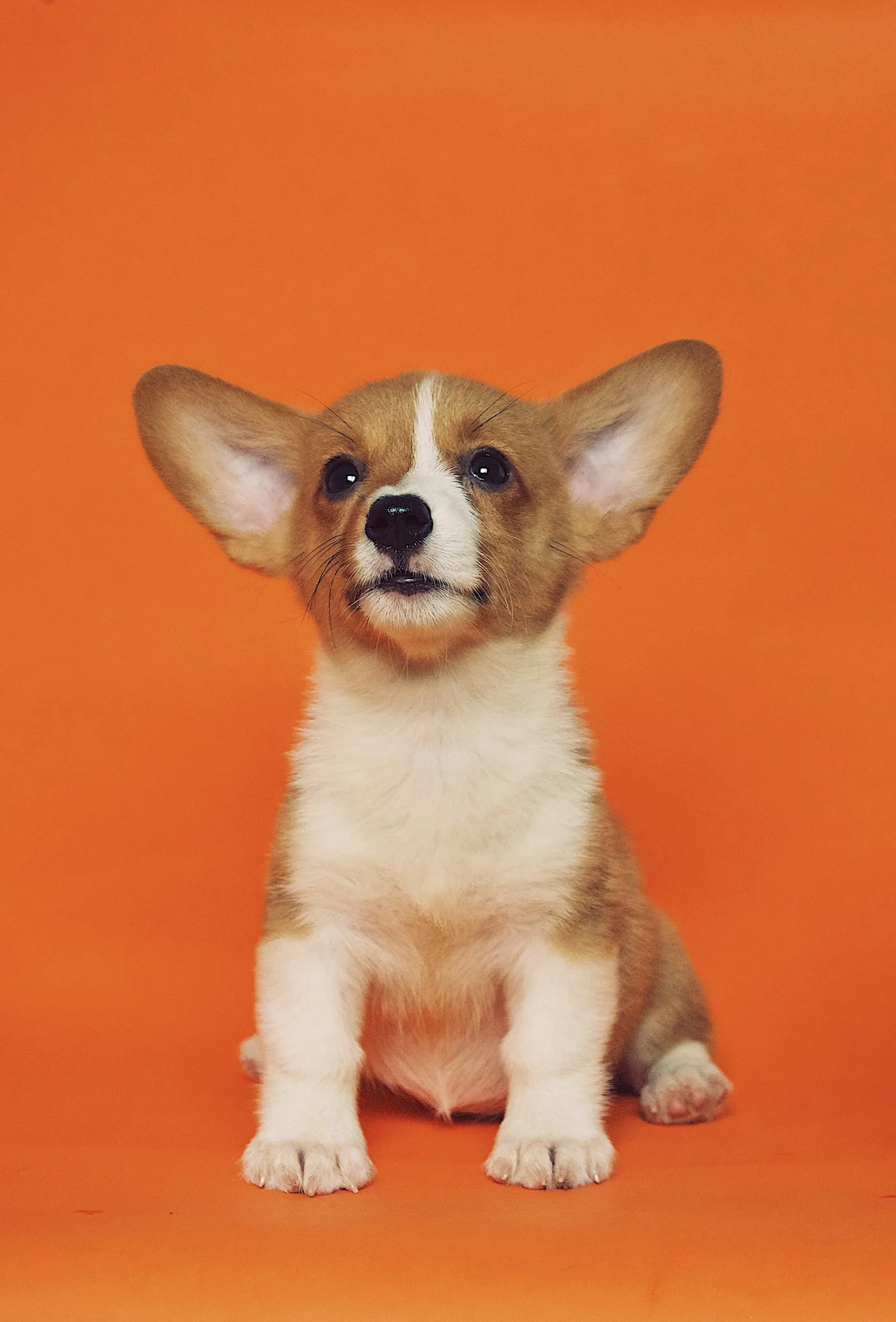 Will the Other Knee Tear? - Canine Torn CCL (ACL)