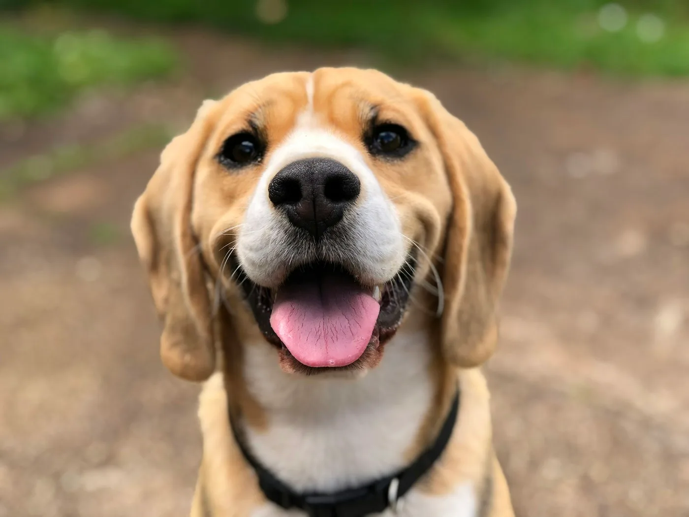 Preventing Future Knee Injuries in Dogs - Canine Torn CCL (ACL)