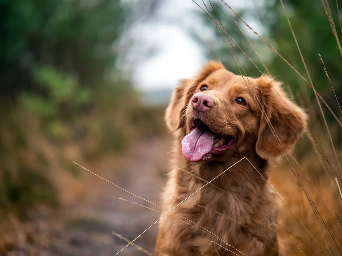 A Full-Service Veterinary Hospital Near Rosamond - Veterinary Care for Rosamond, CA Pets