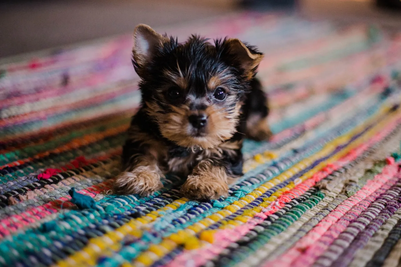 What Is TPLO Surgery in Dogs? - TPLO Surgery for Dogs