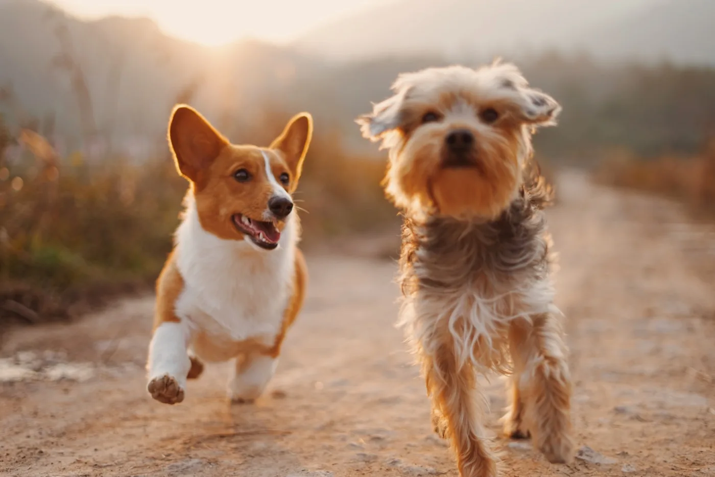 Why Dogs Need TPLO Surgery - TPLO Surgery for Dogs