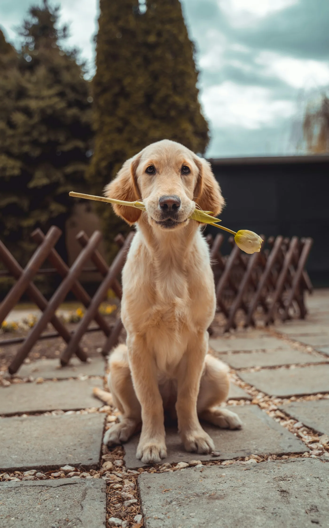 How long does a TPLO surgery take? - TPLO Surgery for Dogs