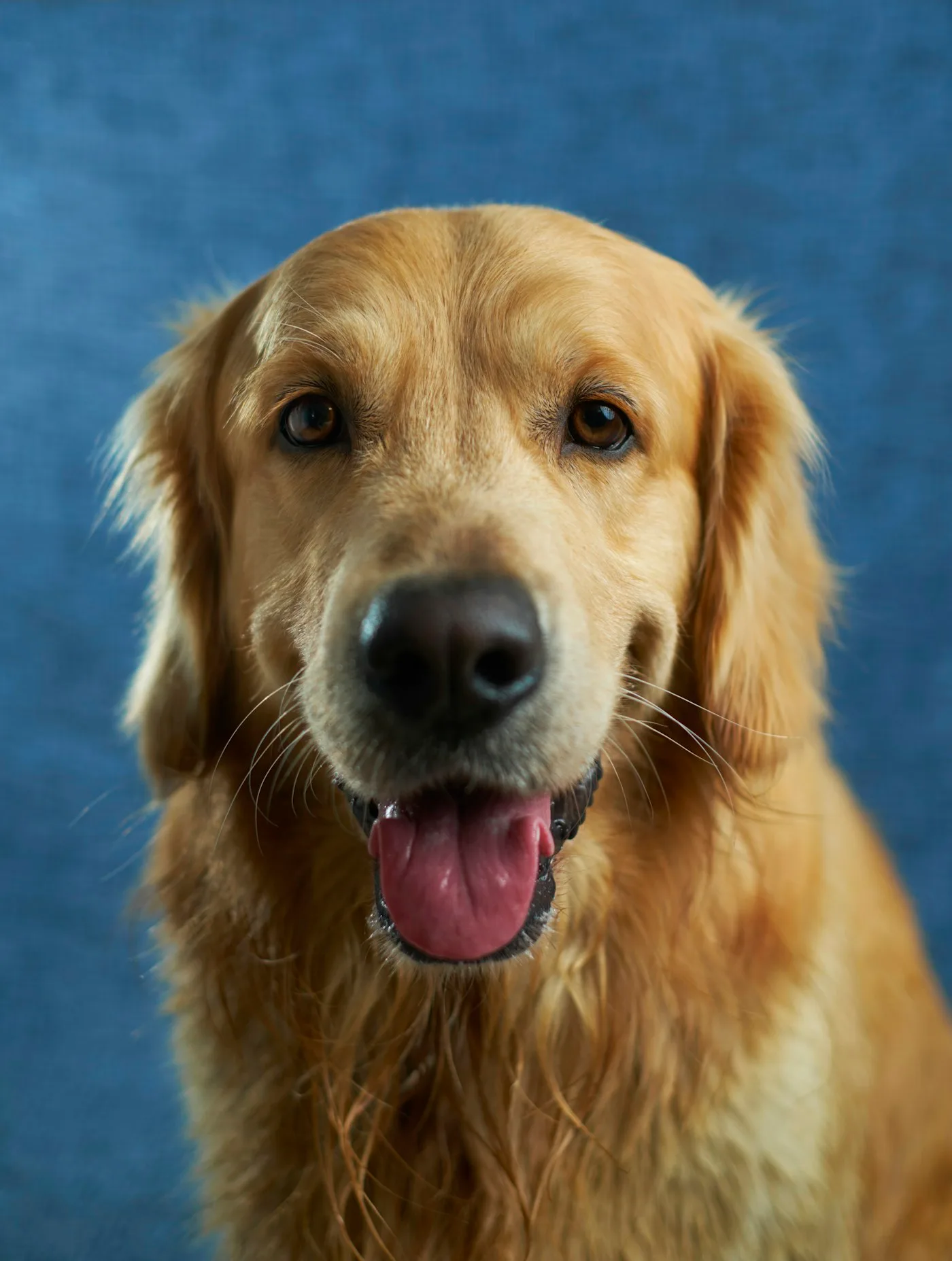 How to take care of the dog before and after TPLO surgery - TPLO Surgery for Dogs