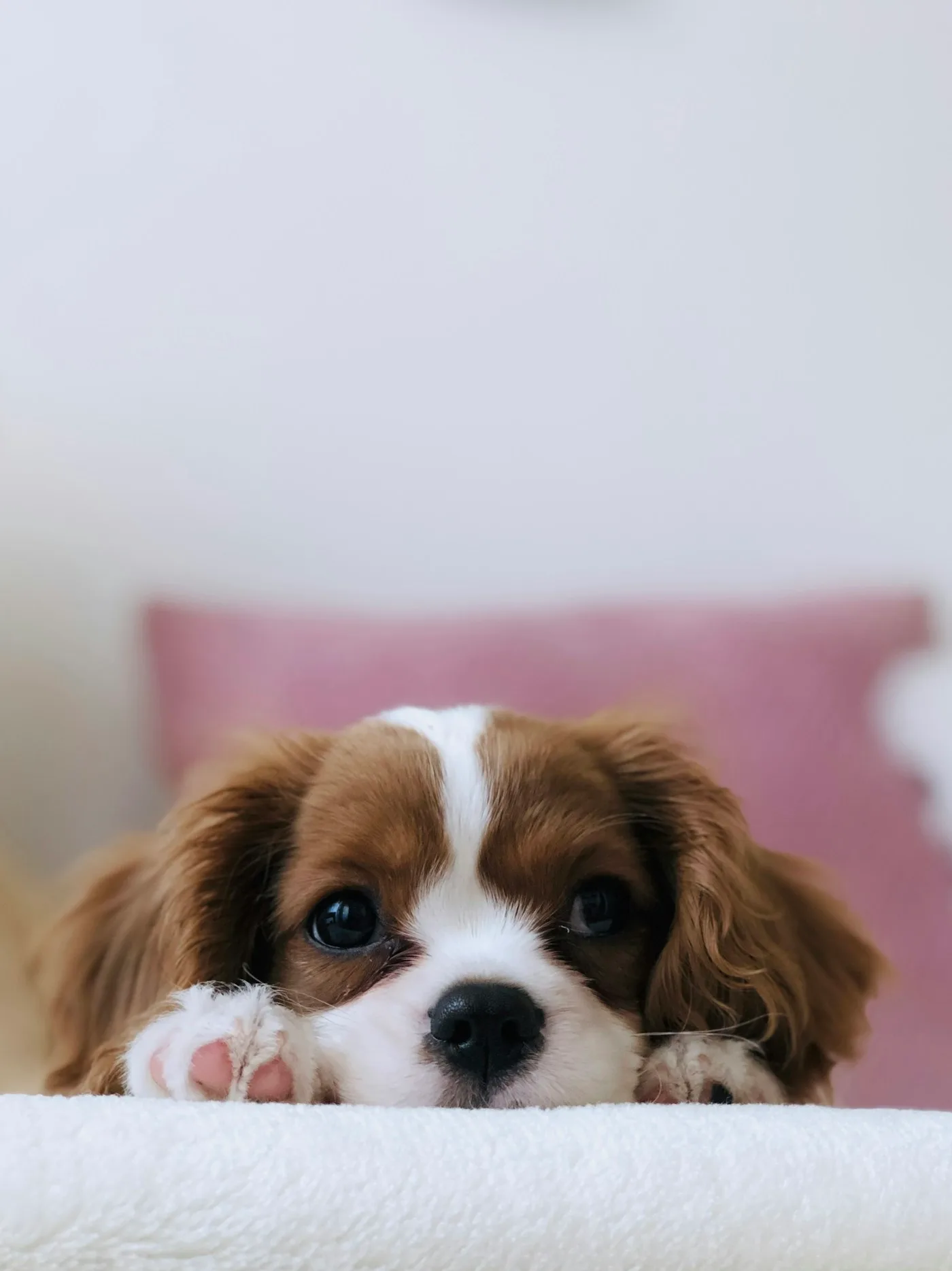 Before surgery: - TPLO Surgery for Dogs