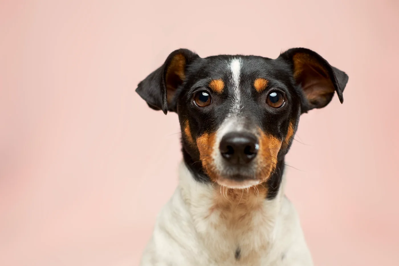 Complete Veterinary Care Near Quartz Hill - Veterinary Care for Quartz Hill, CA Pets