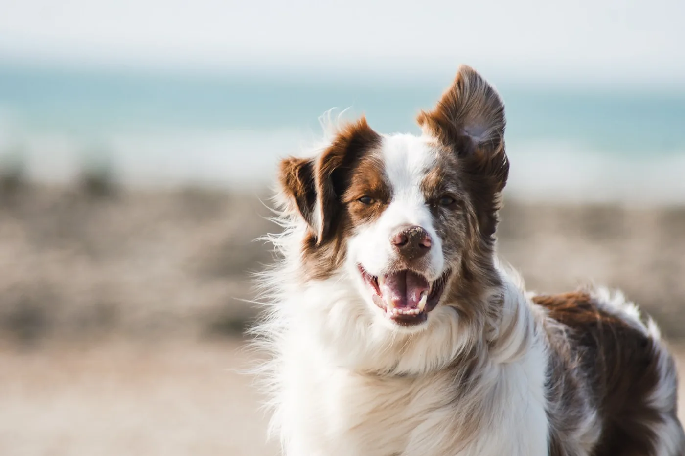 Why Veterinary Costs Vary