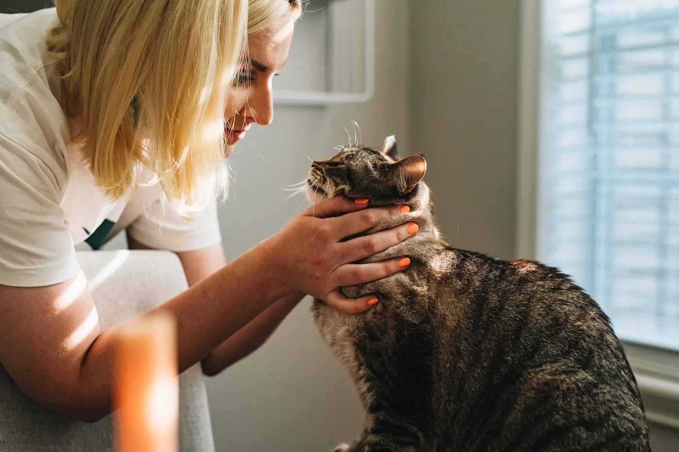 When Your Pet Needs Emergency Care - Veterinary Care for Quartz Hill, CA Pets