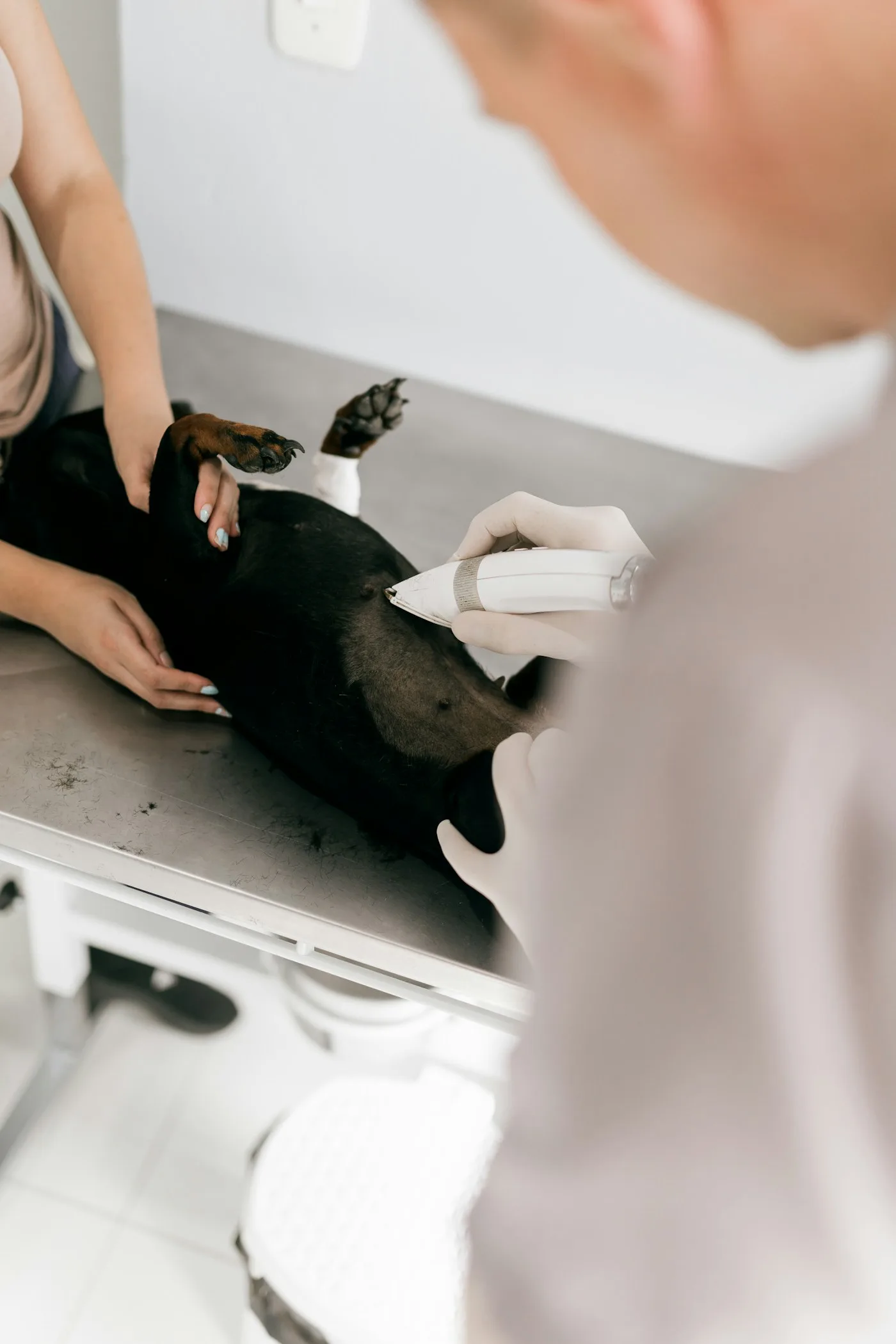 Preparing for an Appointment - Veterinary Care for Quartz Hill, CA Pets