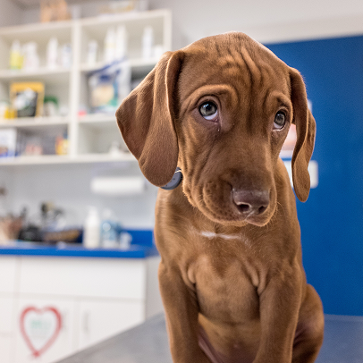 AV Veterinary Center - petcare partners