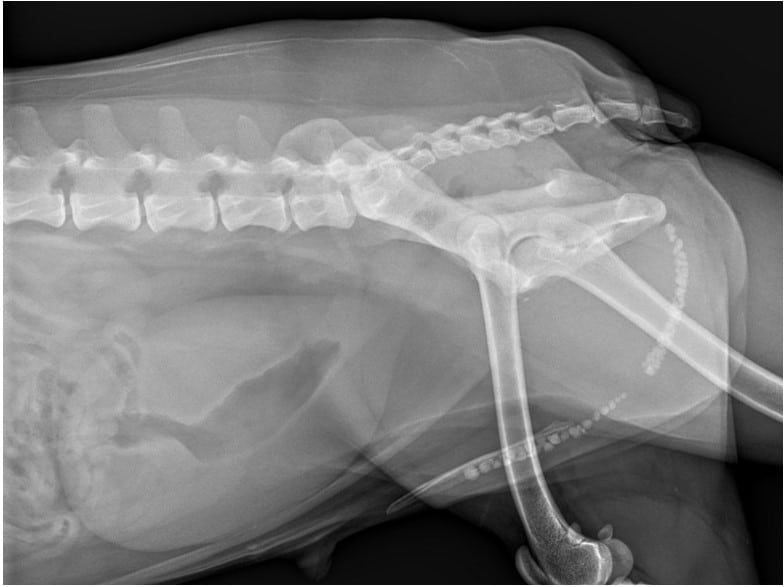 Urethral Blockage in Pets: A Life-Threatening Emergency You Must Act On Urethral Blockage in Pets: A Life-Threatening Emergency You Must Act On