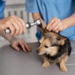 TECA Surgery in Pets TECA Surgery in Pets