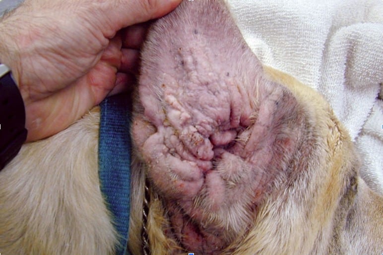 TECA Surgery in Pets TECA Surgery in Pets