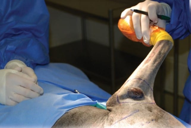 Tumor Removal Surgery For Pets Tumor Removal Surgery For Pets