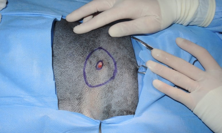 Tumor Removal Surgery For Pets Tumor Removal Surgery For Pets