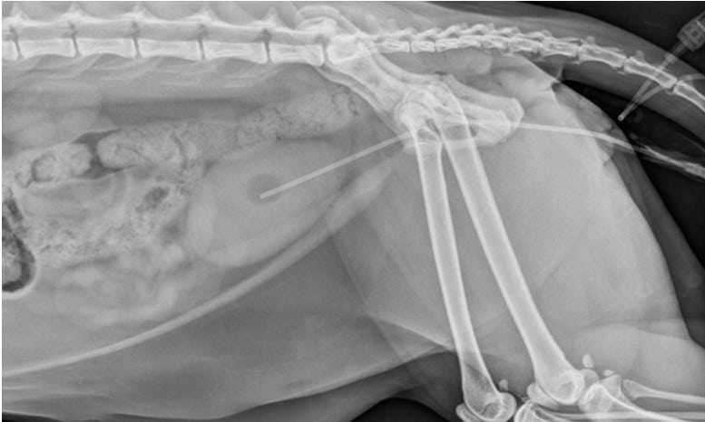 Urethral Blockage in Pets: A Life-Threatening Emergency You Must Act On Urethral Blockage in Pets: A Life-Threatening Emergency You Must Act On