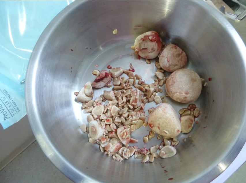 Urinary Bladder Surgery for Stones (Cystotomy) in Pets Urinary Bladder Surgery for Stones (Cystotomy) in Pets