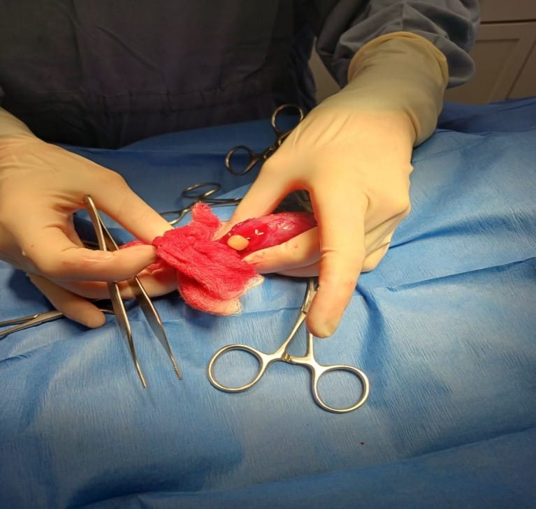 Urinary Bladder Surgery for Stones (Cystotomy) in Pets What Are Bladder Stones (Uroliths)?