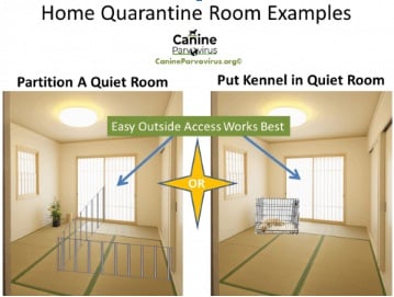 Canine Parvovirus (Parvo): Symptoms, Treatment, Survival, and Prevention How does the recovery and post-treatment care look for the dogs?