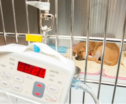 Canine Parvovirus (Parvo): Symptoms, Treatment, Survival, and Prevention Is it beneficial to provide home care for canine Parvovirus?