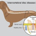Spine Surgery & Herniated Disc Surgery in Pets Spine Surgery & Herniated Disc Surgery in Pets