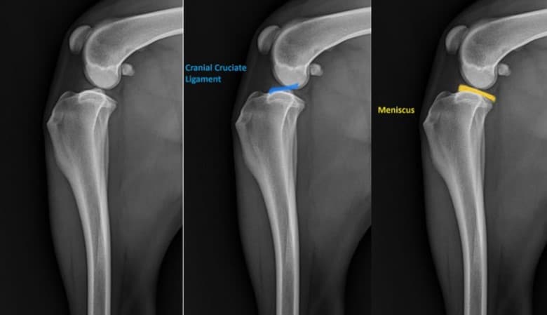 Canine Torn CCL (ACL) Canine Torn CCL (ACL)