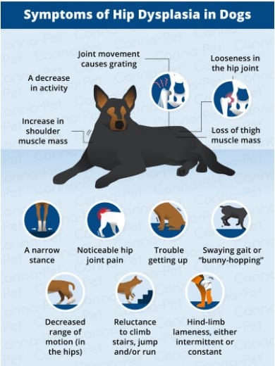 Canine Hip Dysplasia: Causes, Symptoms, Diagnosis, Treatment, and Prevention Canine Hip Dysplasia: Causes, Symptoms, Diagnosis, Treatment, and Prevention