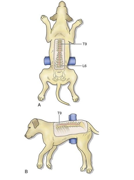 Spine Surgery & Herniated Disc Surgery in Pets Spine Surgery & Herniated Disc Surgery in Pets