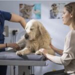 Canine Hip Dysplasia: Causes, Symptoms, Diagnosis, Treatment, and Prevention Canine Hip Dysplasia: Causes, Symptoms, Diagnosis, Treatment, and Prevention