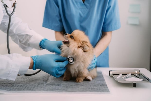 Spine Surgery & Herniated Disc Surgery in Pets Spine Surgery & Herniated Disc Surgery in Pets