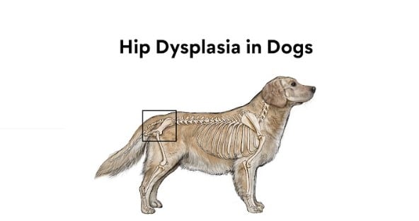 Canine Hip Dysplasia: Causes, Symptoms, Diagnosis, Treatment, and Prevention Canine Hip Dysplasia: Causes, Symptoms, Diagnosis, Treatment, and Prevention
