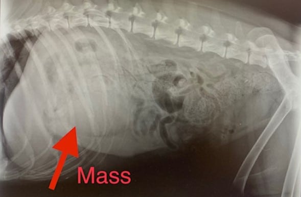 Splenectomy & Splenic Tumors in Pets Splenectomy & Splenic Tumors in Pets