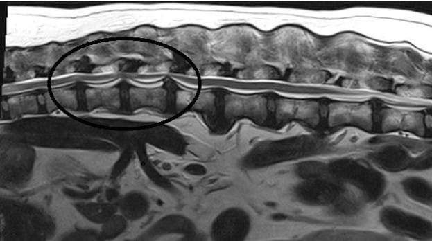 Spine Surgery & Herniated Disc Surgery in Pets Spine Surgery & Herniated Disc Surgery in Pets