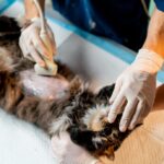 Spay Surgery in Dogs and Cats Spay Surgery in Dogs and Cats