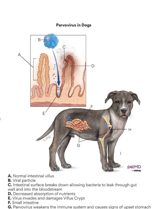 Canine Parvovirus (Parvo): Symptoms, Treatment, Survival, and Prevention Understanding the canine Parvovirus