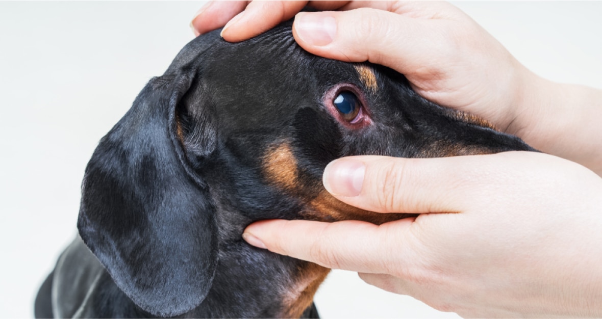 Canine Parvovirus (Parvo): Symptoms, Treatment, Survival, and Prevention What are the symptoms and signs of canine parvovirus in dogs?