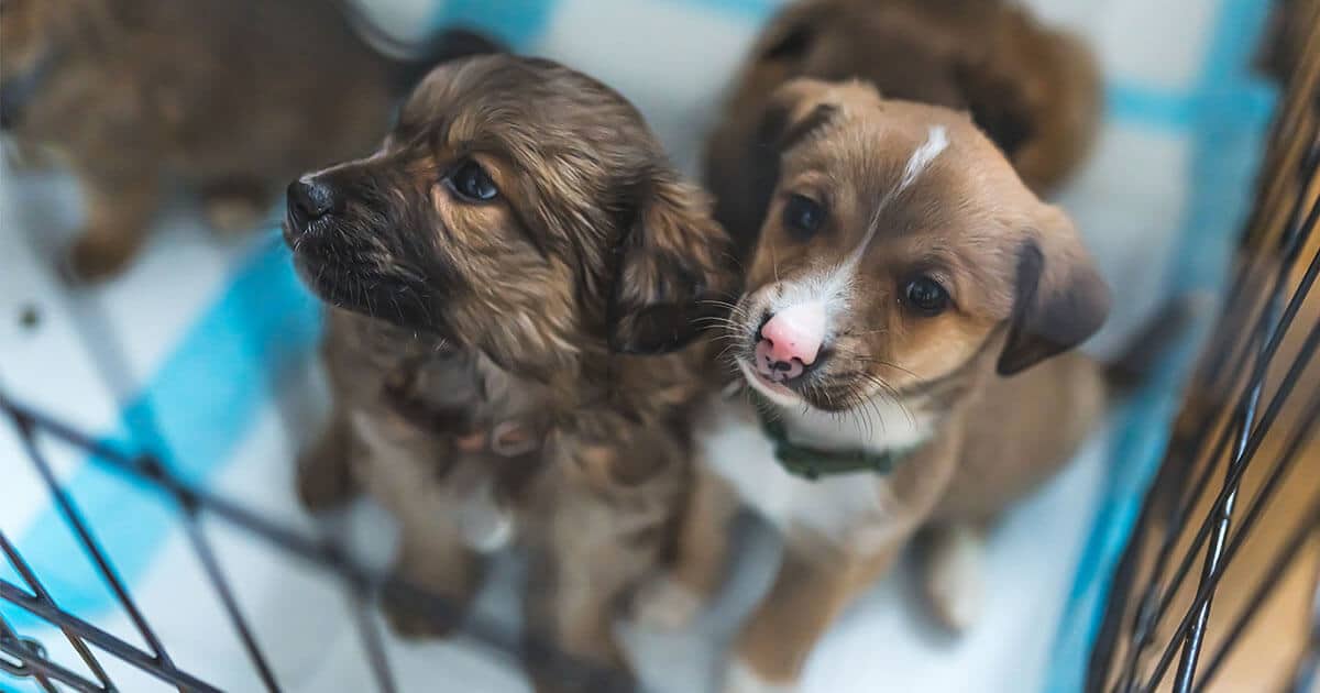 Canine Parvovirus (Parvo): Symptoms, Treatment, Survival, and Prevention Which dogs are most vulnerable to the canine Parvovirus?
