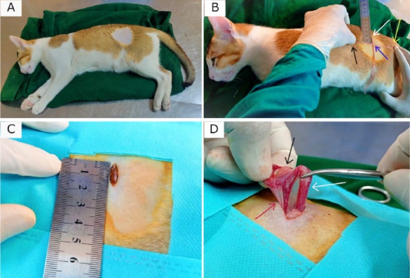 Spay Surgery in Dogs and Cats Why It’s a Game-Changer for Health